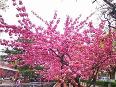 -九层海鲜塔(市南店)