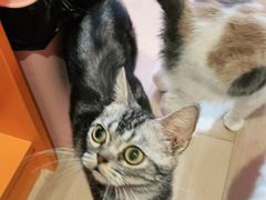 -Bastet sally猫舍购宠(静安店)