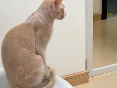 -猫在这儿猫咪咖啡馆·撸猫馆