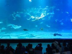 -烟台海昌鲸鲨海洋公园