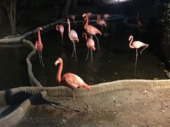 -清迈夜间动物园