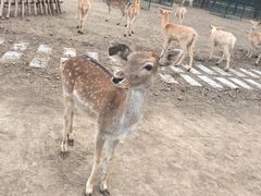 -北京麋鹿生态实验中心