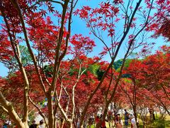 -广州市帽峰山景区