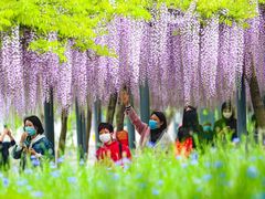 -嘉定紫藤园