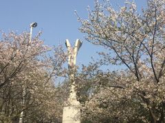 -武汉大学-樱园