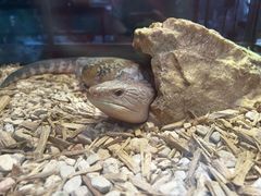 -酷以爬仙阁实体爬宠店·守宫·蜥蜴·专业繁育