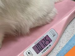 -半岛宠物医院24小时(西派城店)