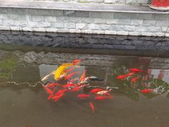-燕北云山·农家菜·灶台鱼(密云溪翁庄店)
