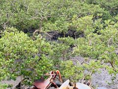 -北海金海湾红树林生态旅游区
