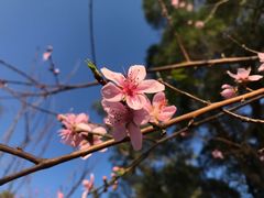 -金鸡山公园