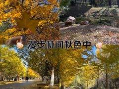 -长白岛森林公园