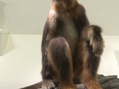 -四川大学博物馆