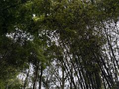 -凤栖山