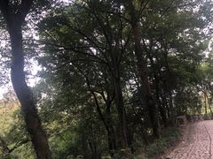 -紫金山山顶公园