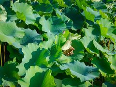 -梁鸿国家湿地公园