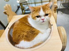 -飞行喵MR PILOT|猫舍·猫咖(静安大融城店)