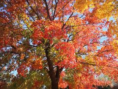 -永定河休闲森林公园