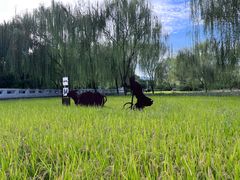 -北坞公园
