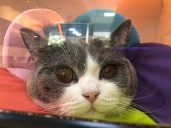 -芭比堂动物医院·犬猫全科·异宠专科(雁塔分院)