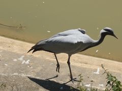 -泉州海丝野生动物世界