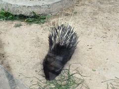 -青藏高原野生动物园