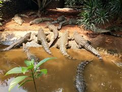 -海南热带野生动植物园