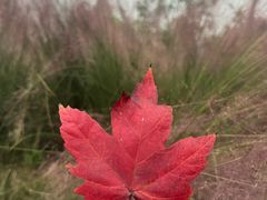 -白鹭湾湿地公园