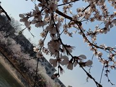 -桃花堤公园