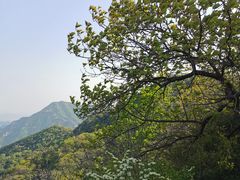 -大岭沟猕猴桃谷风景区