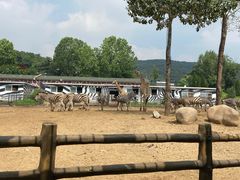 -大连森林动物园