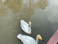 -宁波杭州湾国家湿地公园