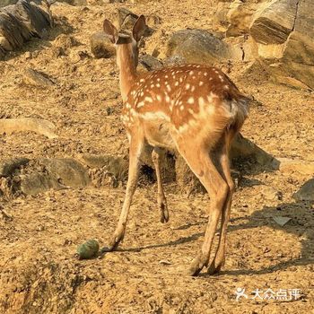 重庆生态羊鹿山公园打卡攻略