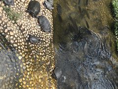 -广东惠东海龟国家级自然保护区