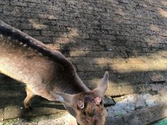 -银树楼(紫玉山庄东区店)