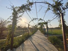 -上海长兴岛郊野公园