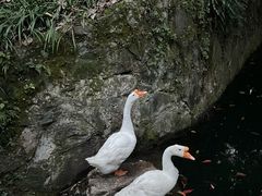 -十八棵（老龙井）御茶园(老龙井店)