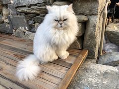 -喵屿·大理花园猫咖