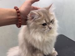 -爱洗澡的猫(天河路店)
