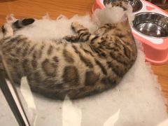 -龟与熊猫宠物公园(南坪店)