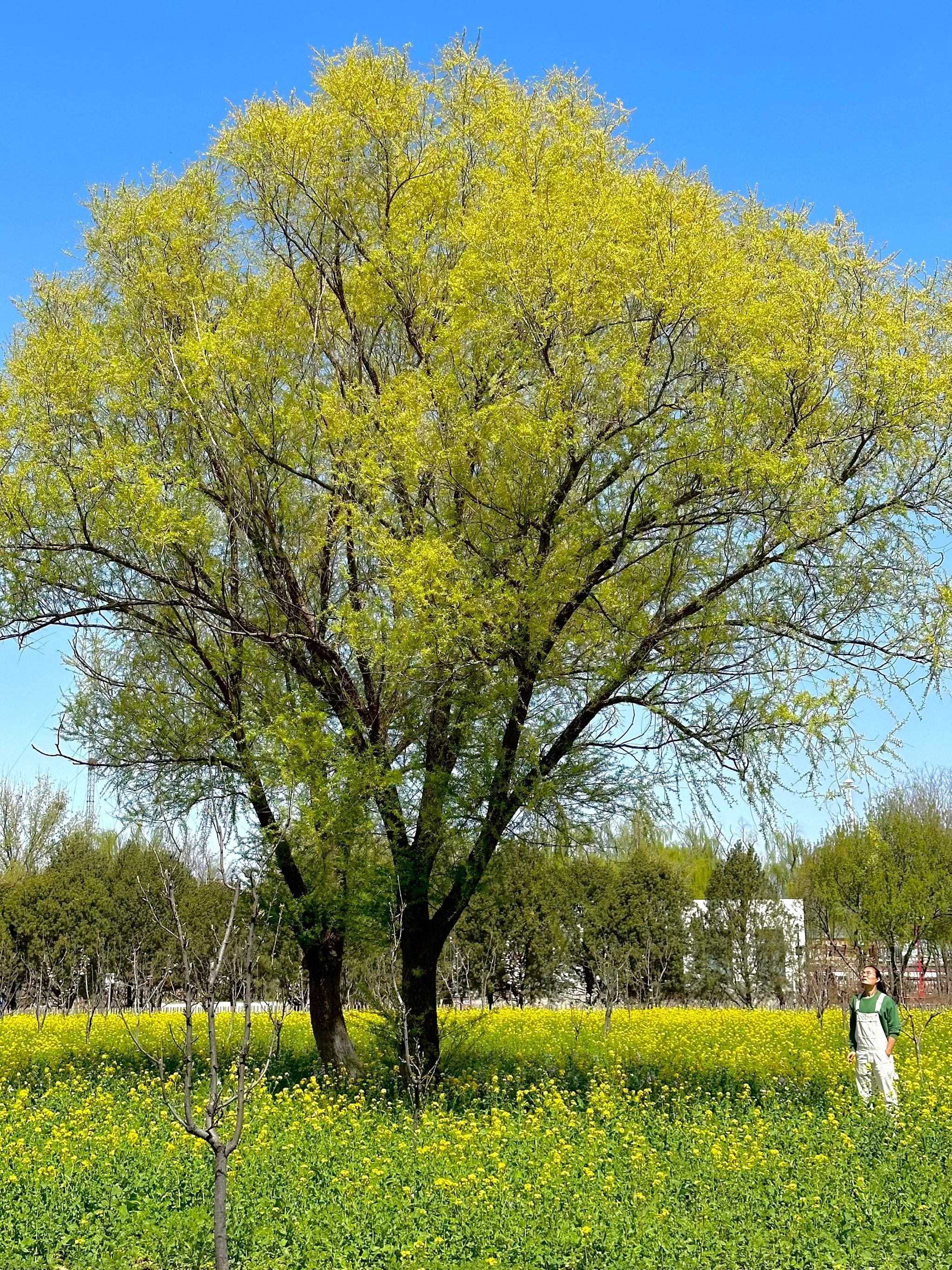 就在京城梨园!油菜花好几大片!
非常好拍!还有二月兰和梨花!