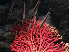 -暹罗海洋世界