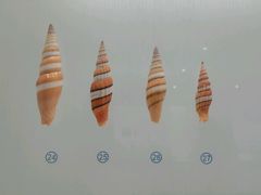-青岛贝壳博物馆