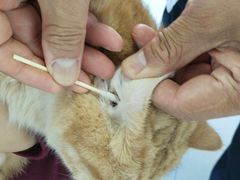 -瑞派福兴宠物医院犬猫全科·骨科·中西医结合(河东店)