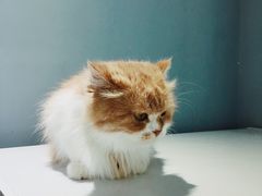 -喵的天空名猫咖啡馆·撸猫·猫舍·用品