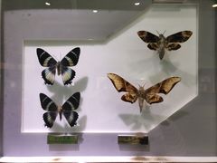 -上海昆虫博物馆