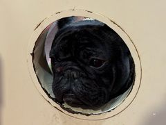 -和它·交个朋友·狗咖猫咖(爱琴海店)