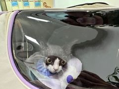 -北京观赏动物医院·24小时大型综合·猫专科·异宠专科