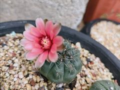 -桂林市花鸟市场