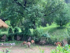 -北京野生动物园