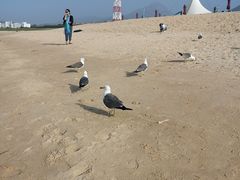 -海驴岛(荣成市)
